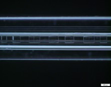 Fiber Cross-section